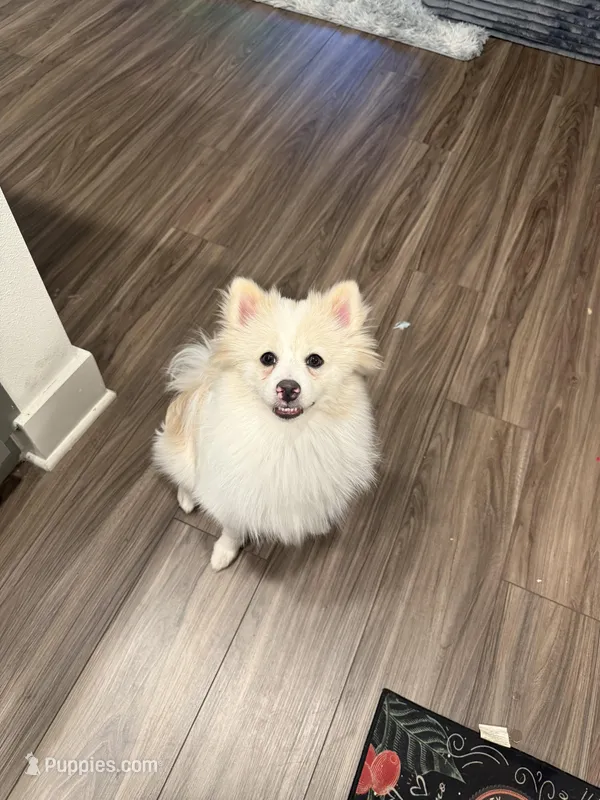 Teddy – Pomeranian puppy for sale in Miami Beach, FL