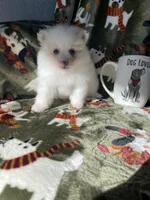 Teddy, a male Pomeranian for sale in Miami Beach, FL – Photo 3 of 5