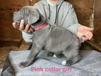Pink collar girl, a female Cane Corso for sale in Granby, MO – Photo 2 of 2