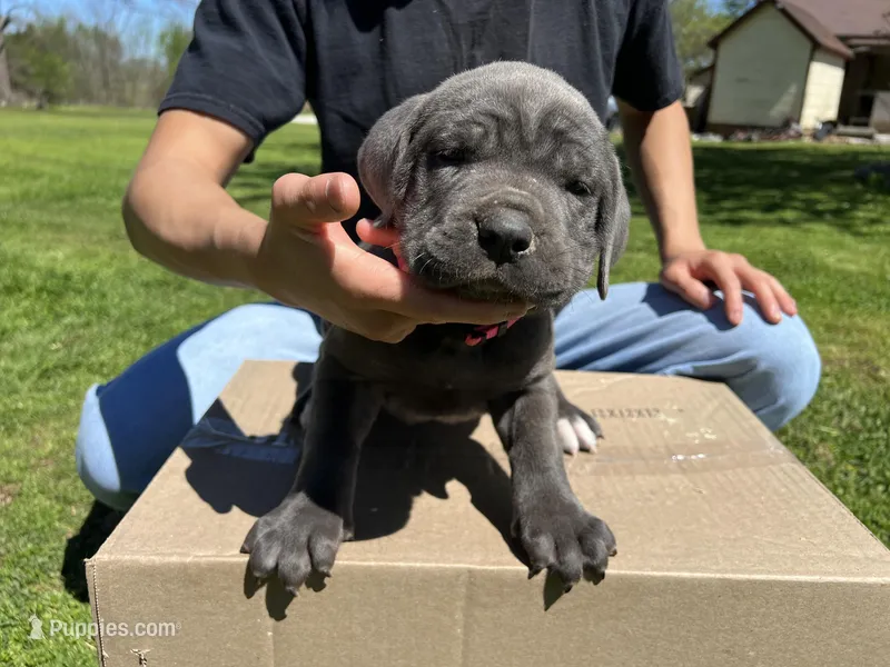 Pink collar girl – Cane Corso puppy for sale in Granby, MO