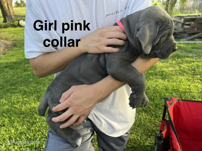 Pink collar girl – Cane Corso puppy for sale in Granby, MO