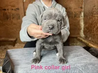 Pink collar girl, a female Cane Corso for sale in Granby, MO – Photo 1 of 2