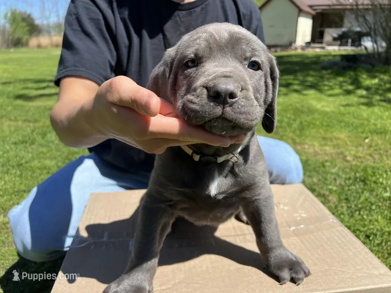 White collar boy – Cane Corso puppy for sale in Granby, MO