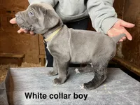 White collar boy, a male Cane Corso for sale in Granby, MO – Photo 2 of 2