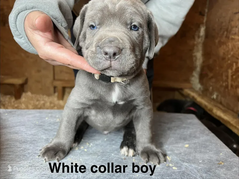 White collar boy – Cane Corso puppy for sale in Granby, MO