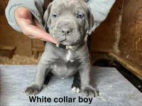 White collar boy, a male Cane Corso for sale in Granby, MO – Photo 1 of 2