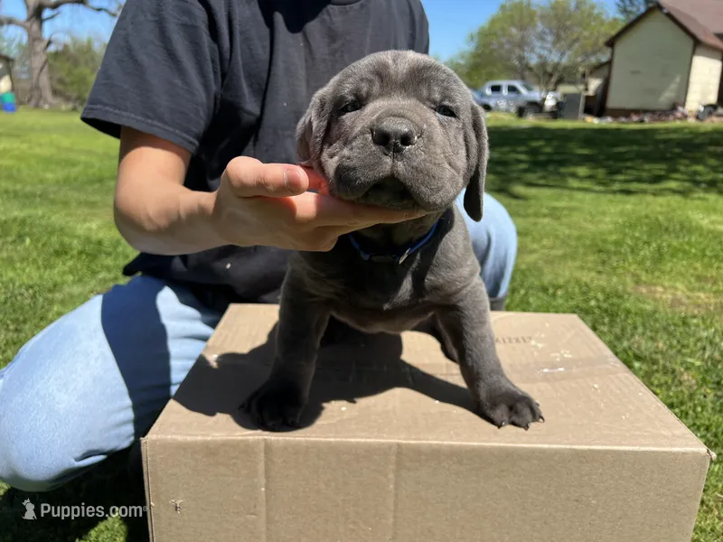 Blue collar boy – Cane Corso puppy for sale in Granby, MO