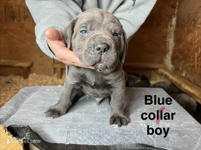 Blue collar boy – Cane Corso puppy for sale in Granby, MO