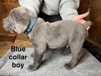 Blue collar boy, a male Cane Corso for sale in Granby, MO – Photo 2 of 2