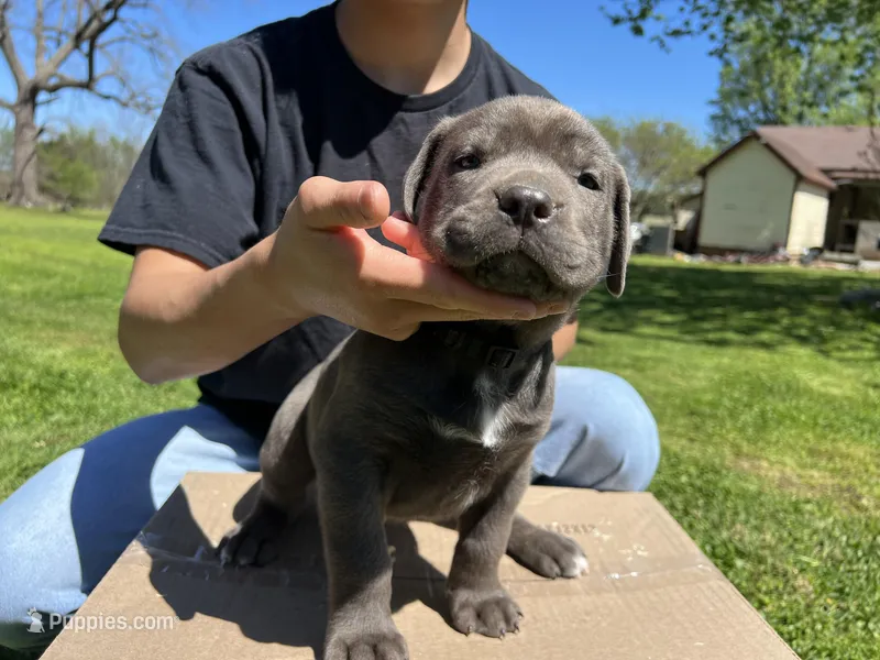 Black collar boy – Cane Corso puppy for sale in Granby, MO