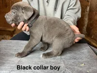 Black collar boy, a male Cane Corso for sale in Granby, MO – Photo 2 of 2
