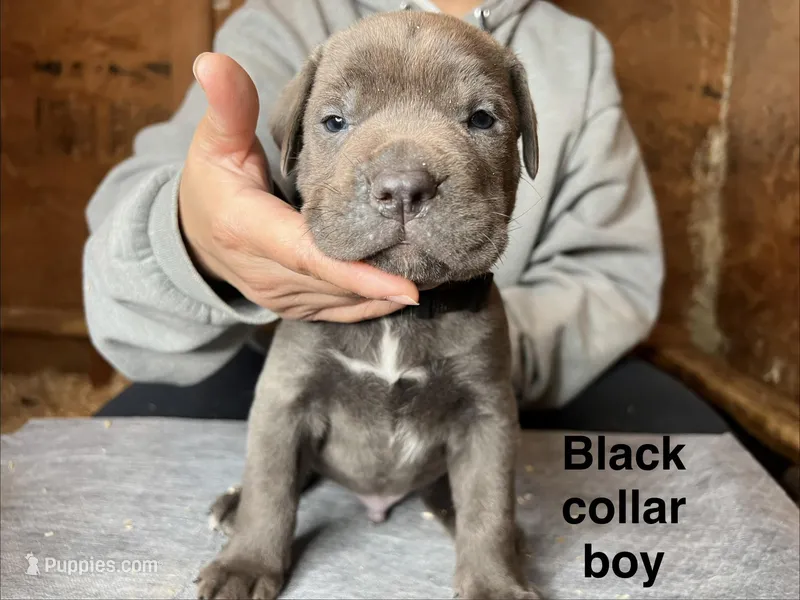 Black collar boy – Cane Corso puppy for sale in Granby, MO