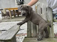 Purple collar girl, a female Cane Corso for sale in Granby, MO – Photo 5 of 5