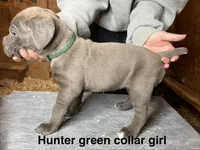 Hunter green collar girl, a female Cane Corso for sale in Granby, MO – Photo 2 of 2