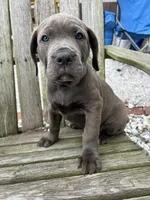 Purple collar girl, a female Cane Corso for sale in Granby, MO – Photo 3 of 5
