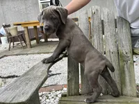 Purple collar girl, a female Cane Corso for sale in Granby, MO – Photo 4 of 5