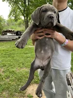 Purple collar girl, a female Cane Corso for sale in Granby, MO – Photo 2 of 5