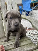 Purple collar girl, a female Cane Corso for sale in Granby, MO – Photo 1 of 5