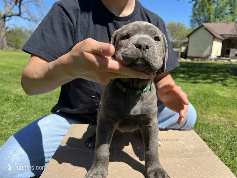 Hunter green collar girl – Cane Corso puppy for sale in Granby, MO