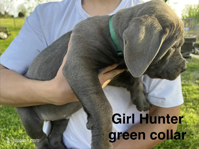 Hunter green collar girl – Cane Corso puppy for sale in Granby, MO