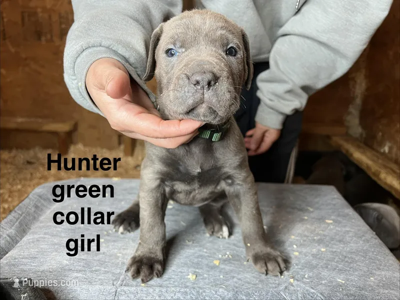 Hunter green collar girl – Cane Corso puppy for sale in Granby, MO