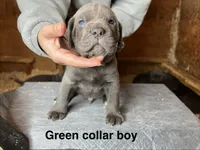 Green collar boy, a male Cane Corso for sale in Granby, MO – Photo 1 of 2