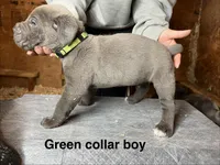 Green collar boy, a male Cane Corso for sale in Granby, MO – Photo 2 of 2