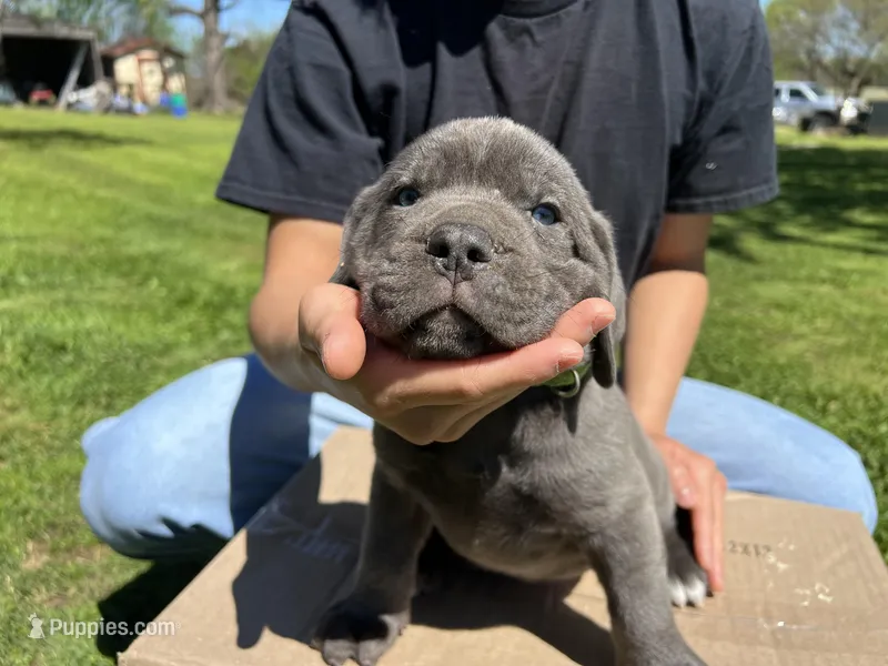Green collar boy – Cane Corso puppy for sale in Granby, MO