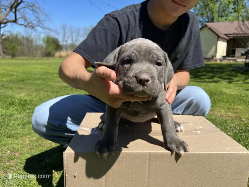 Yellow collar – Cane Corso puppy for sale in Granby, MO