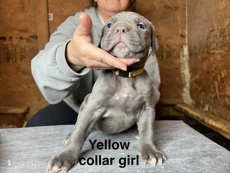 Yellow collar girl – Cane Corso puppy for sale in Granby, MO
