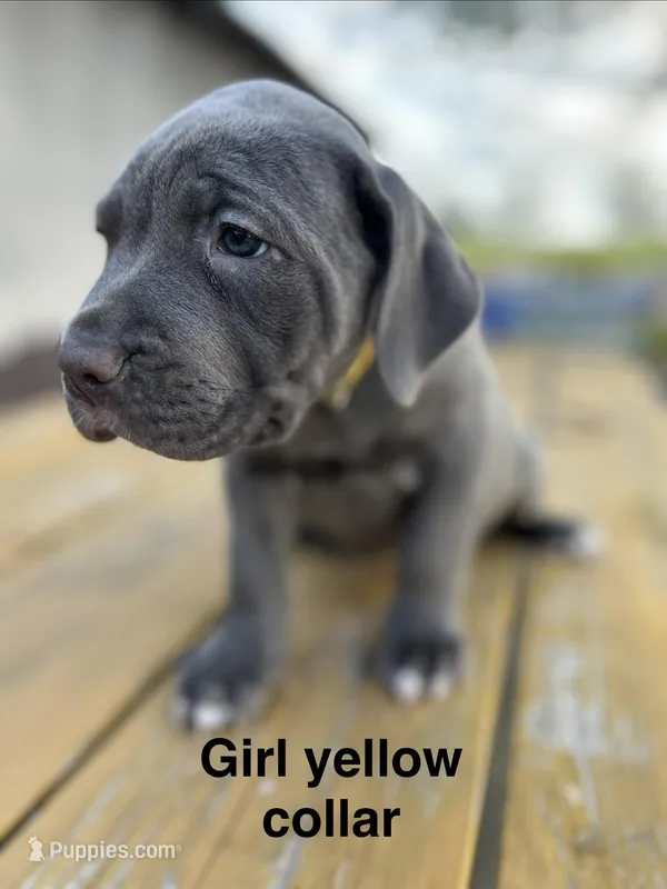 Yellow collar girl – Cane Corso puppy for sale in Granby, MO