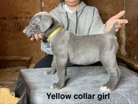 Yellow collar girl, a female Cane Corso for sale in Granby, MO – Photo 2 of 2