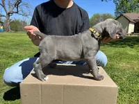 Yellow collar, a female Cane Corso for sale in Granby, MO – Photo 2 of 2