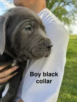 Black collar boy, a male Cane Corso for sale in Granby, MO – Photo 2 of 2