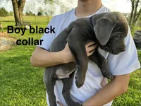 Black collar boy, a male Cane Corso for sale in Granby, MO – Photo 1 of 2