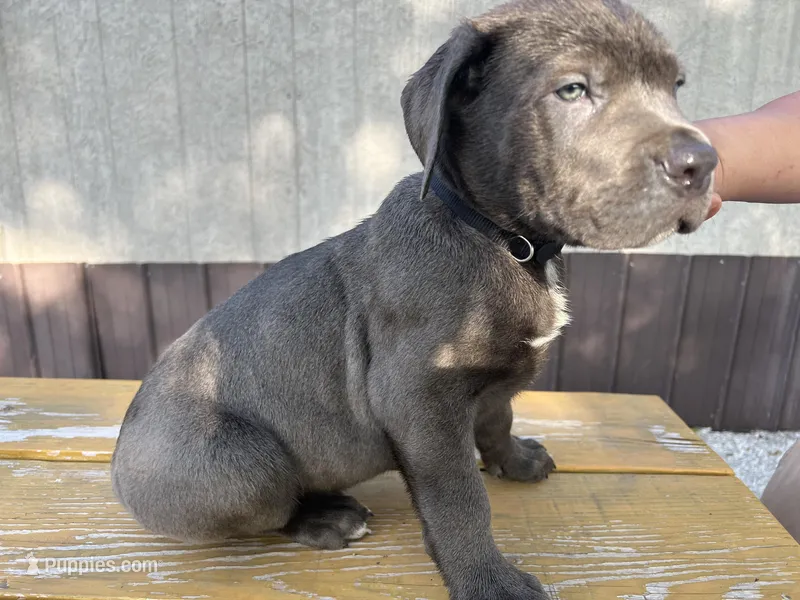Black collar boy – Cane Corso puppy for sale in Granby, MO