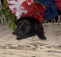 Fancy , a female Labrador Retriever for sale in Springfield, MO – 2 of 3