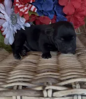 Jack, a male Labrador Retriever for sale in Springfield, MO – 5 of 9