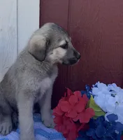 Franky , a male Labrador Retriever and English Mastiff for sale in Springfield, MO – 9 of 10