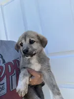 Franky , a male Labrador Retriever and English Mastiff for sale in Springfield, MO – 7 of 10