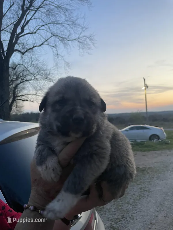Franky  – Labrador Retriever, English Mastiff puppy for sale in Springfield, MO