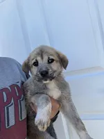 Franky , a male Labrador Retriever and English Mastiff for sale in Springfield, MO – 6 of 10
