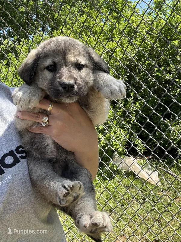 Franky  – Labrador Retriever, English Mastiff puppy for sale in Springfield, MO