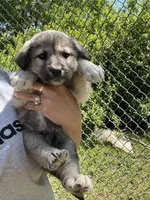 Franky , a male Labrador Retriever and English Mastiff for sale in Springfield, MO – 4 of 10