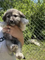 Franky , a male Labrador Retriever and English Mastiff for sale in Springfield, MO – 5 of 10