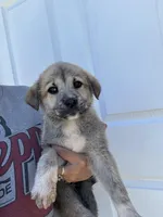 Franky , a male Labrador Retriever and English Mastiff for sale in Springfield, MO – 3 of 10