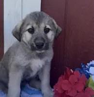Franky , a male Labrador Retriever and English Mastiff for sale in Springfield, MO – 8 of 10
