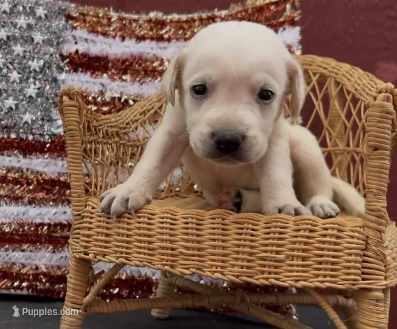Blaze – Chow Chow, Labrador Retriever puppy for sale in Springfield, MO