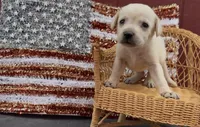 Autumn, a female Chow Chow and Labrador Retriever for sale in Springfield, MO – 3 of 3