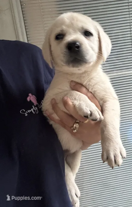 Benny – Labrador Retriever puppy for sale in Springfield, MO